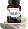 Prote-X-tor